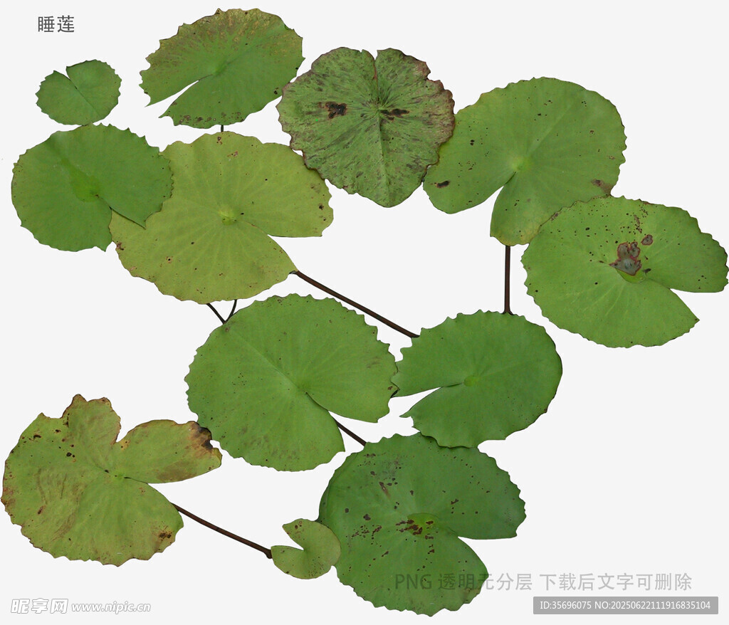 翠绿铜钱草叶片特写