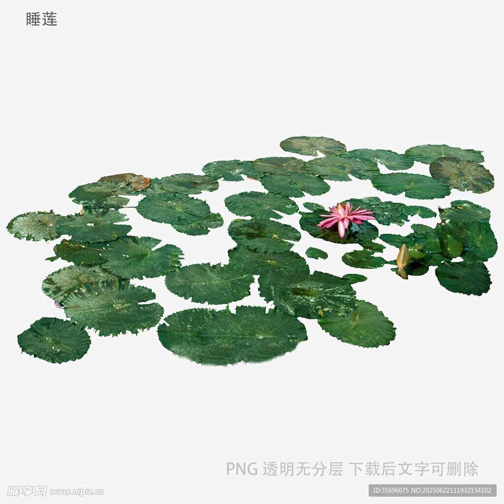 荷塘睡莲绽放美景
