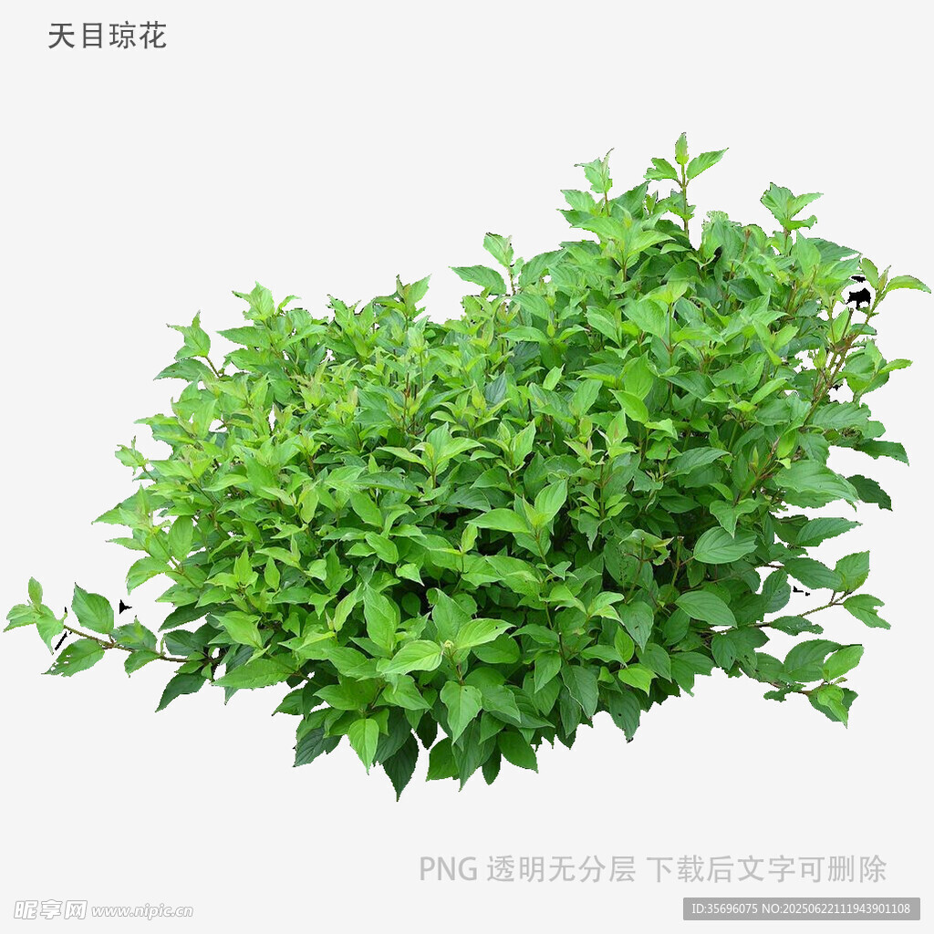 翠绿茂盛的绿植盆栽