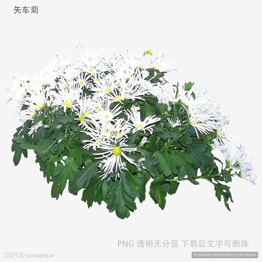 白色菊花绽放