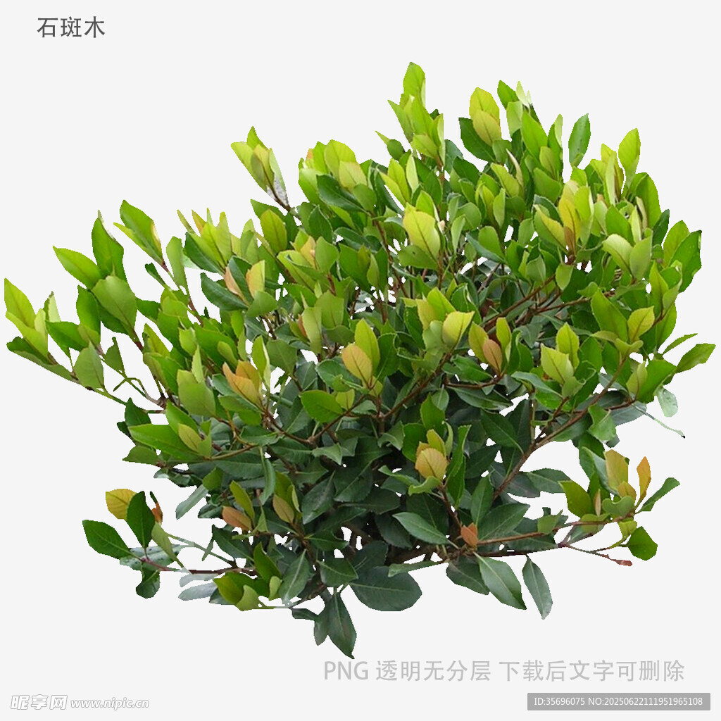 翠绿黄杨盆栽植物