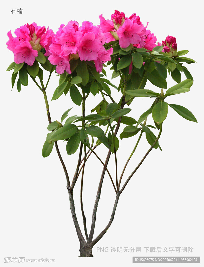 娇艳粉色杜鹃花绽放