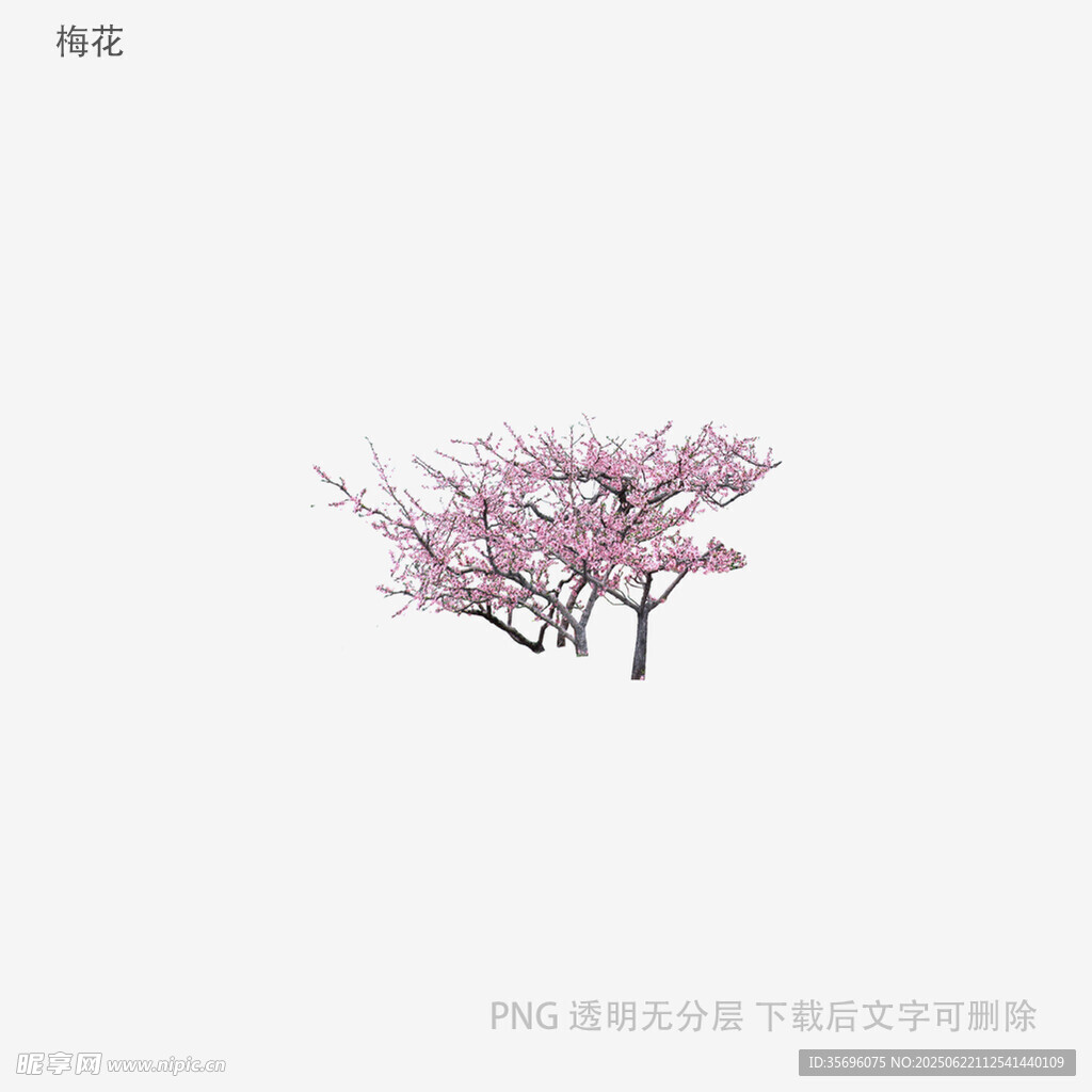 粉色樱花树模型