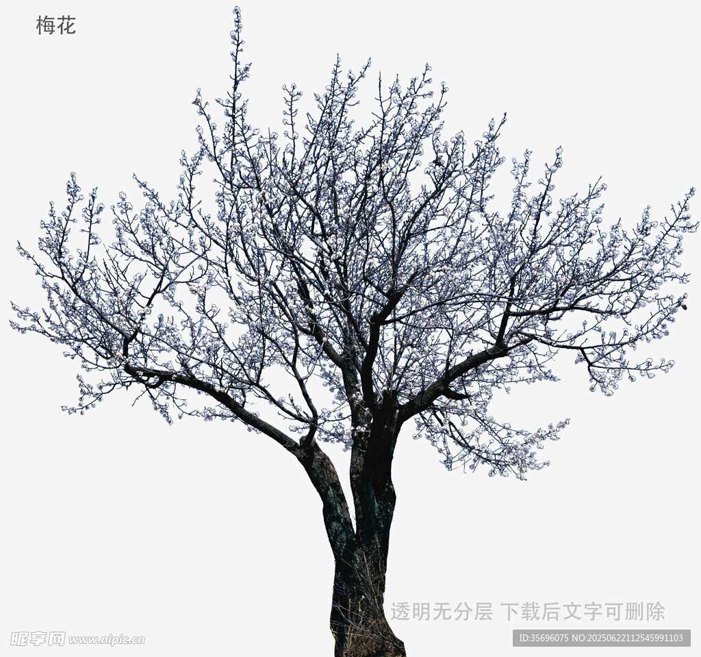 植物