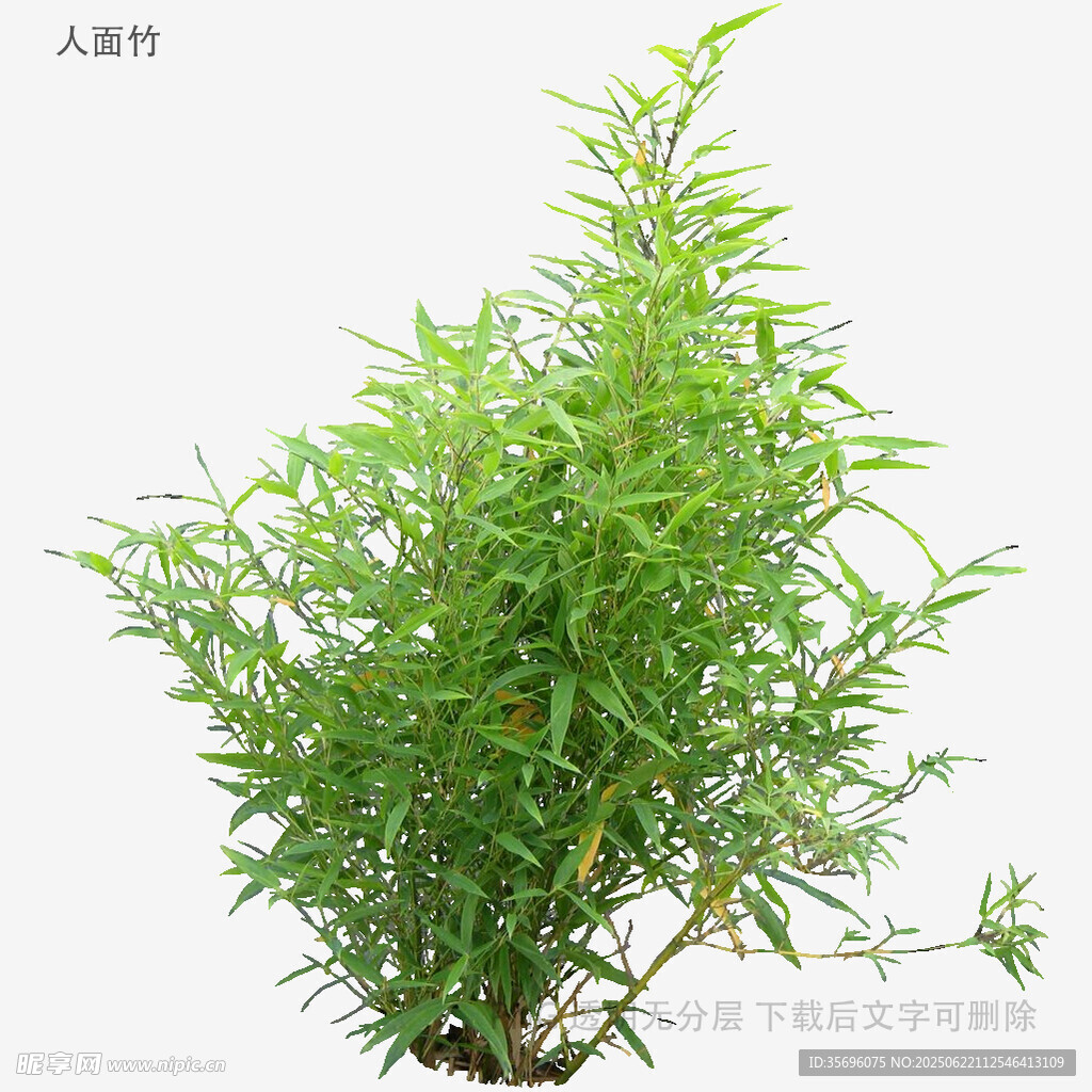 翠绿竹子盆栽