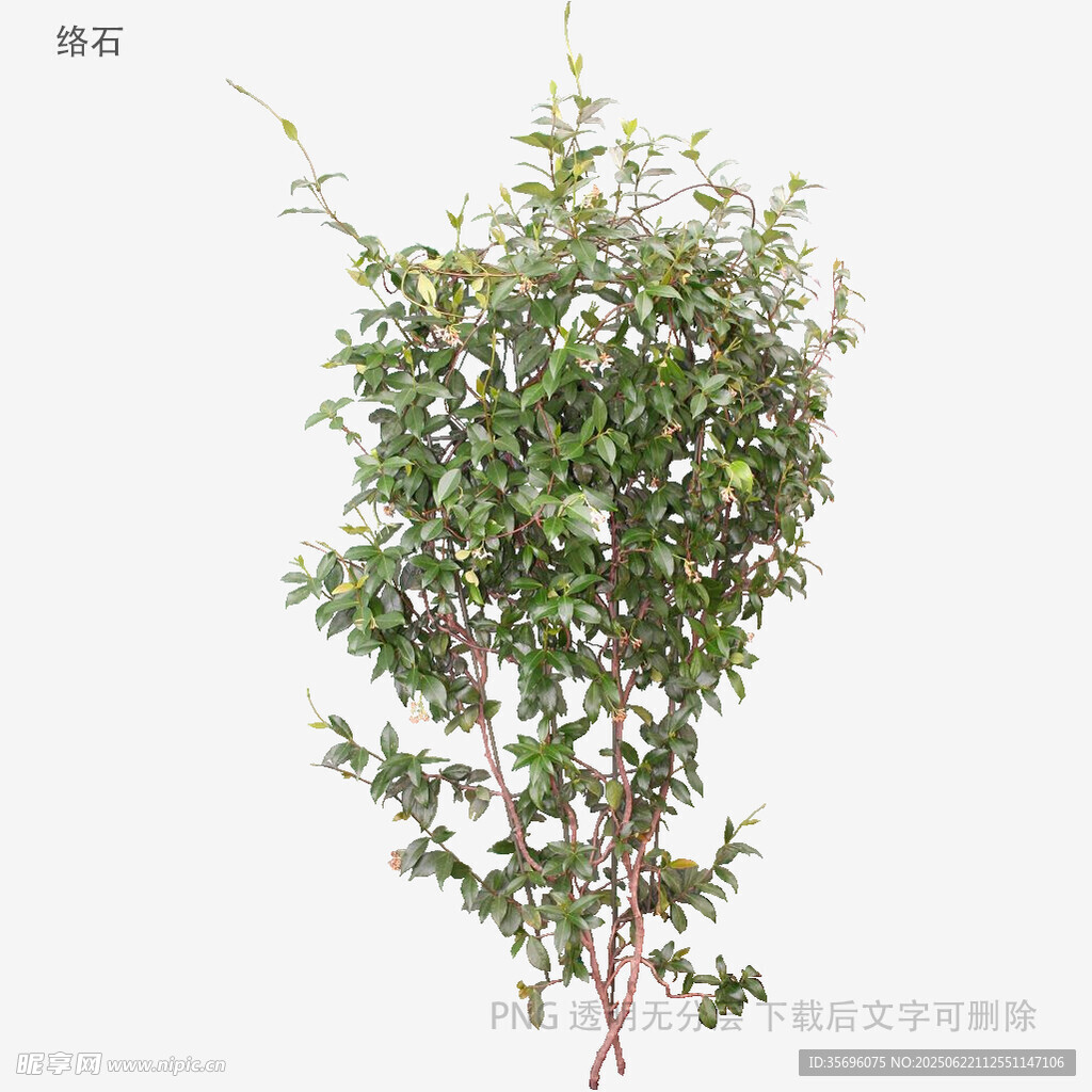 单株绿植特写