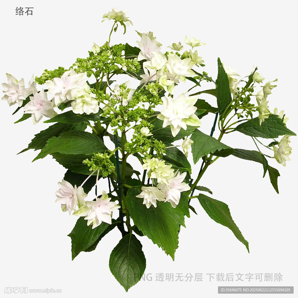 清新白色花卉绿植特写