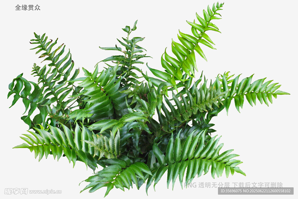翠绿蕨类植物特写