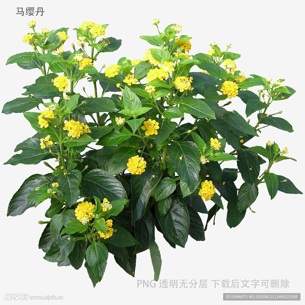 绿叶黄花盆栽植物