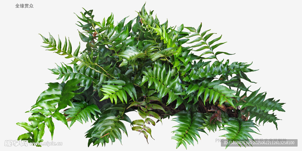 翠绿蕨类植物枝叶特写