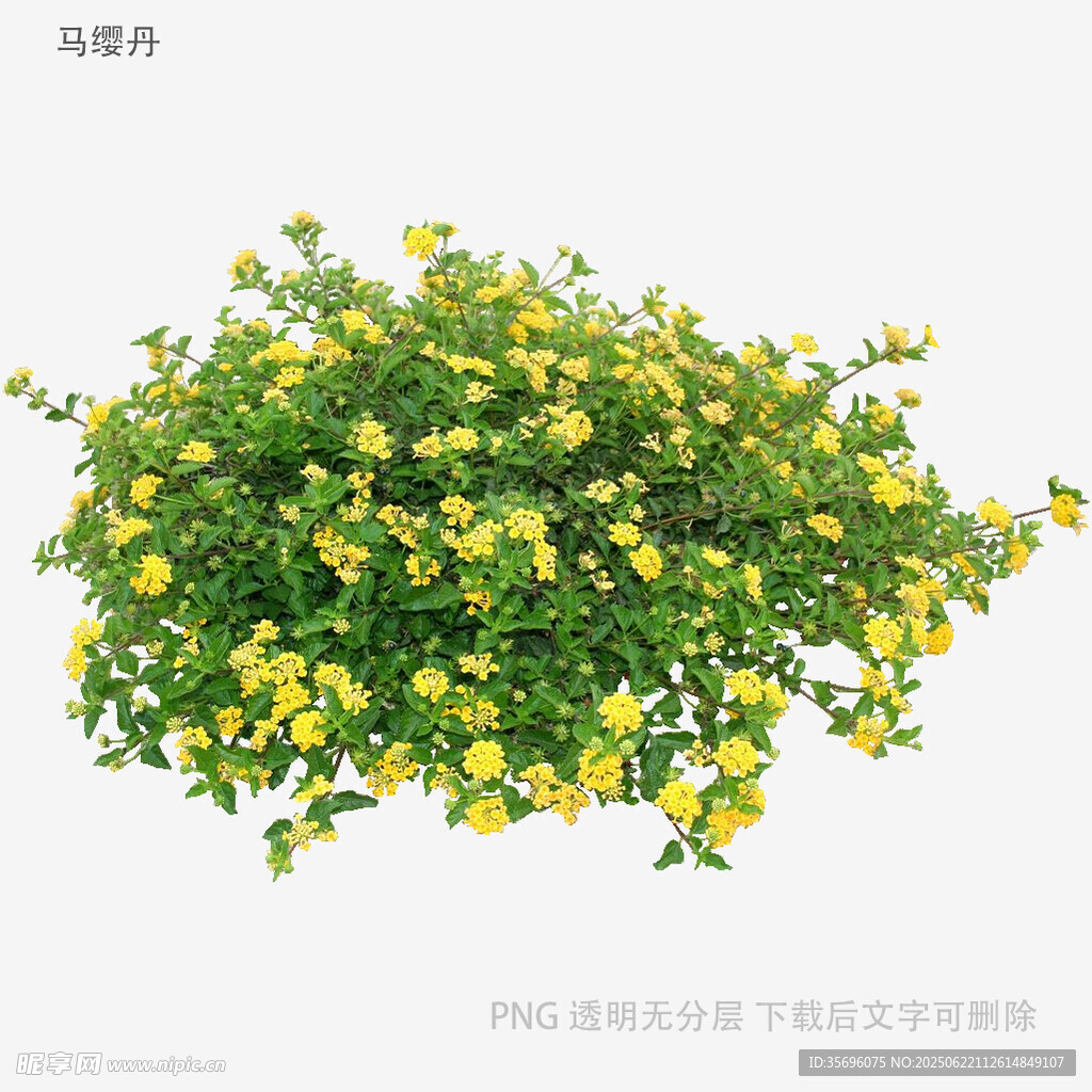 黄色小花绿植盆栽