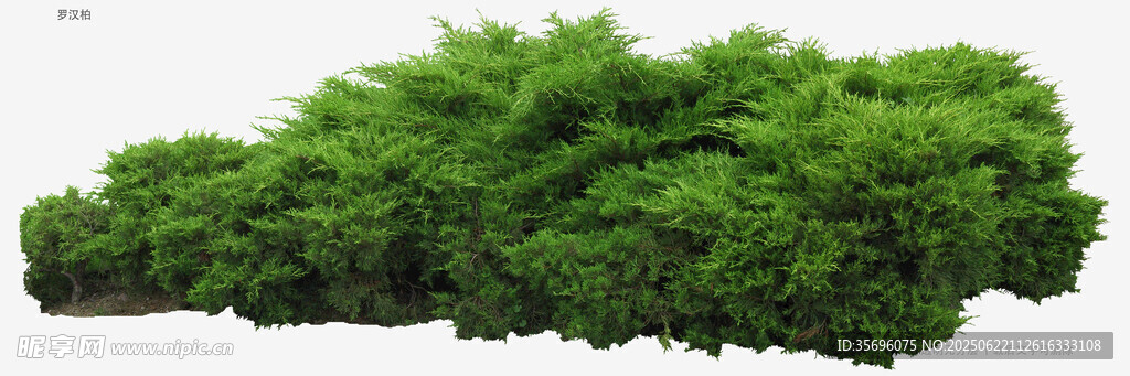 茂密绿植景观