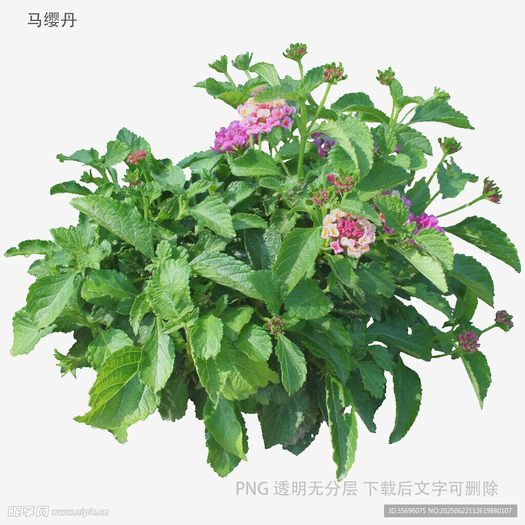 绿叶丛中绽放的娇艳花朵