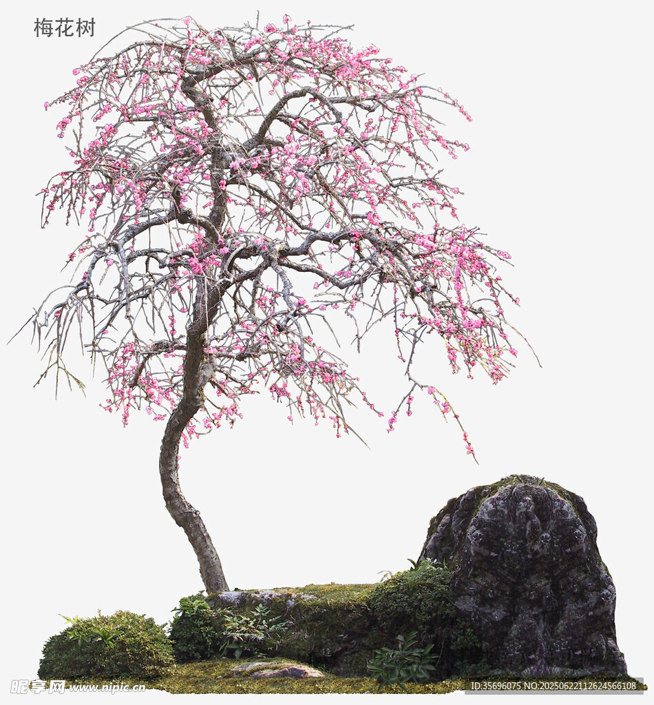 粉色繁花盆景树