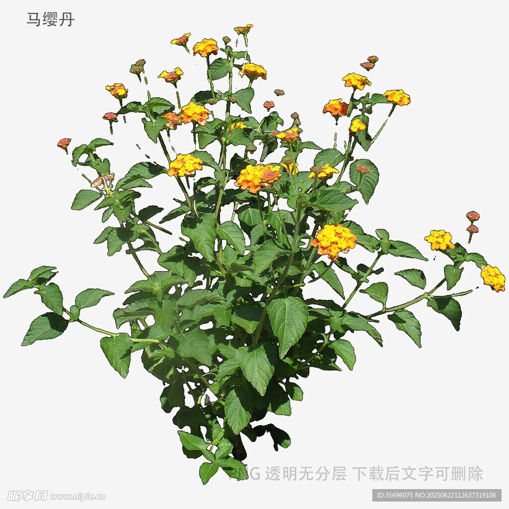黄色小花绿植盆栽