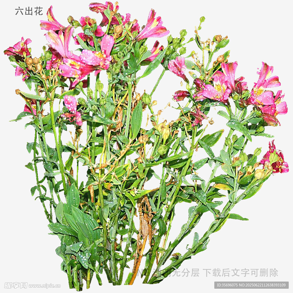 粉色娇艳花卉植物特写