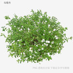 绿叶白花繁茂植物景观
