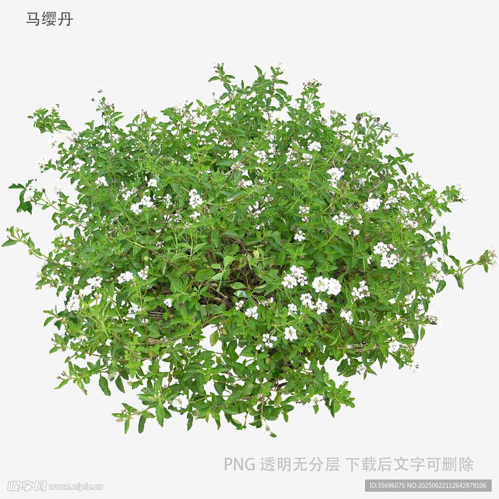 绿叶白花繁茂植物景观