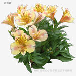 六出花绽放