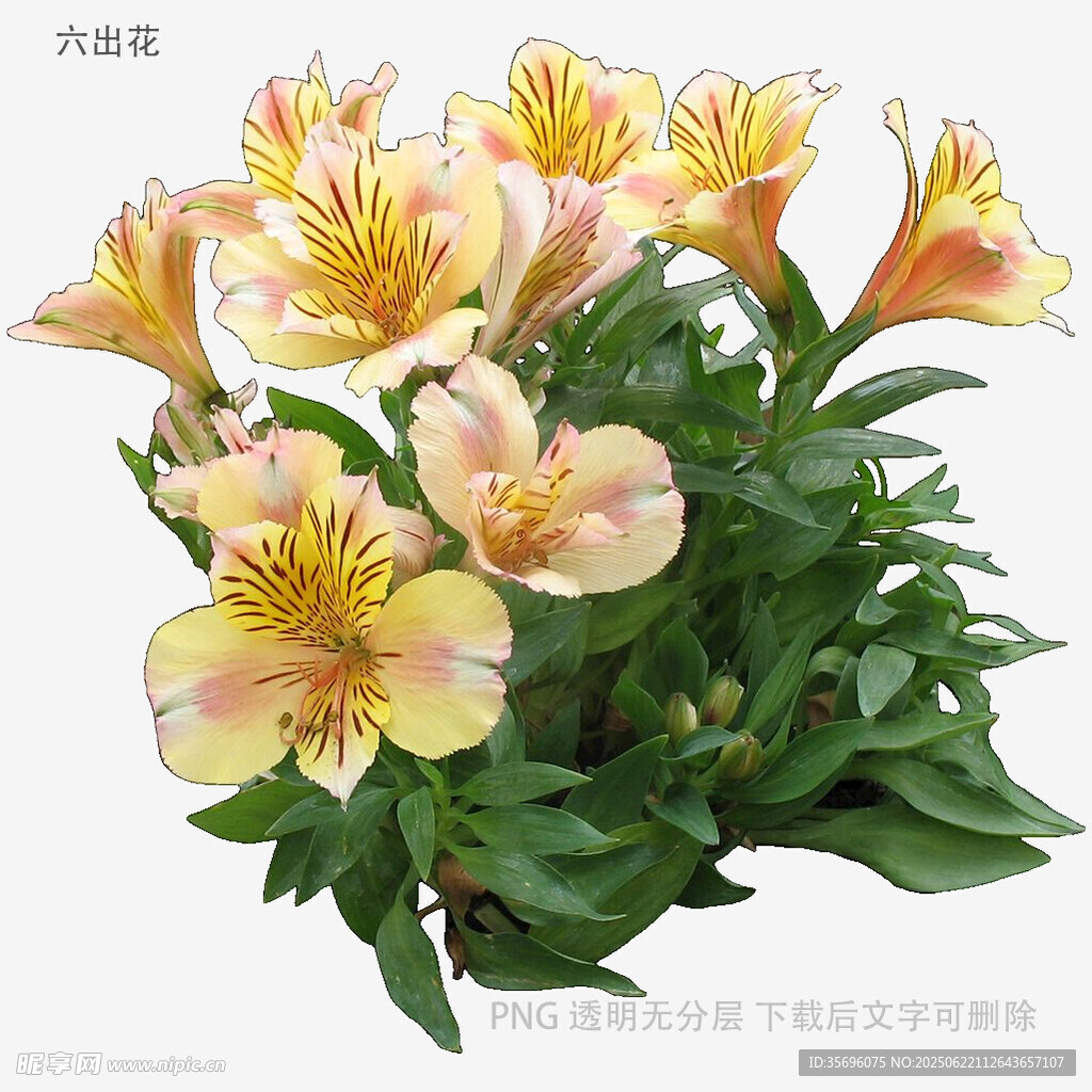 六出花绽放
