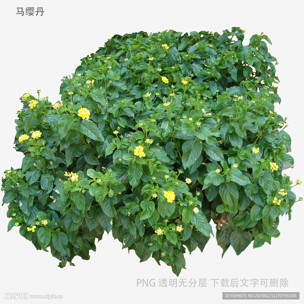 绿叶间绽放的黄色小花
