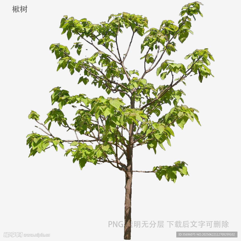 绿叶繁茂的单棵树木