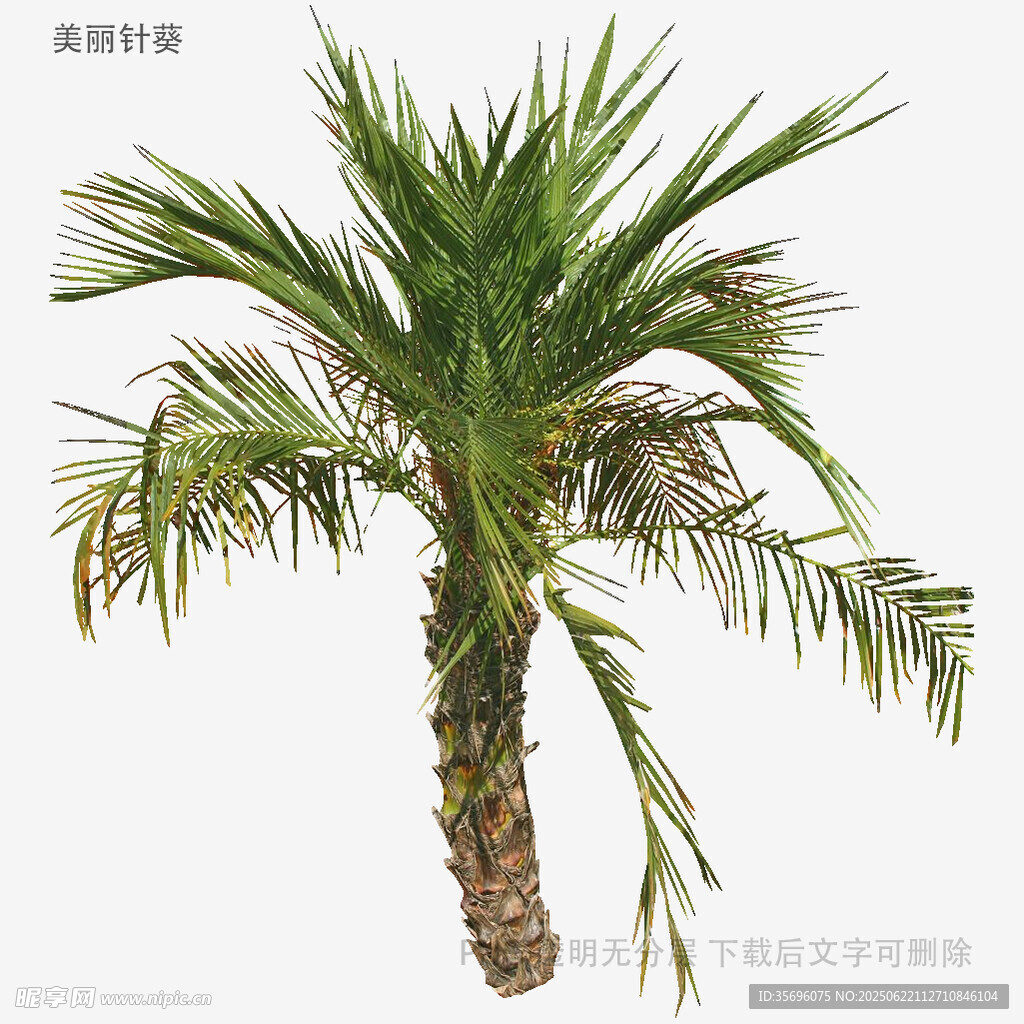单株棕榈树植物素材