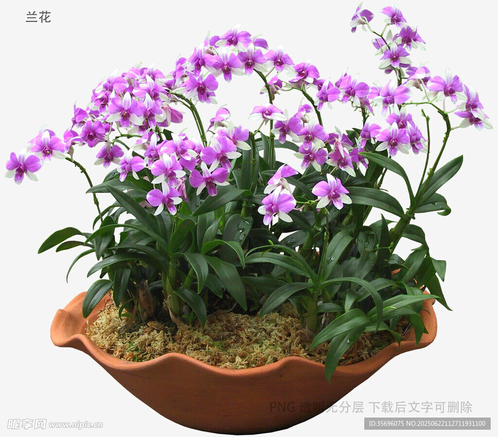 紫色盆栽兰花绽放