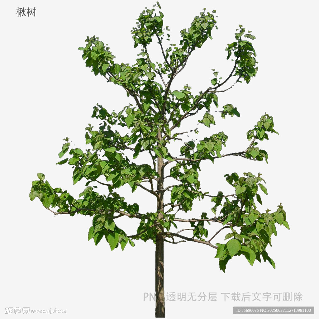 单棵绿树3D模型展示
