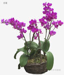 紫色蝴蝶兰盆栽