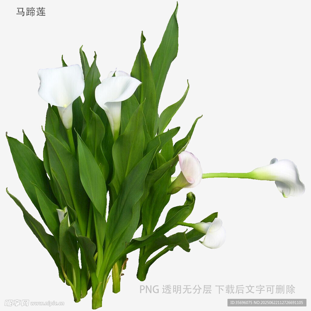 白色马蹄莲绿植花卉
