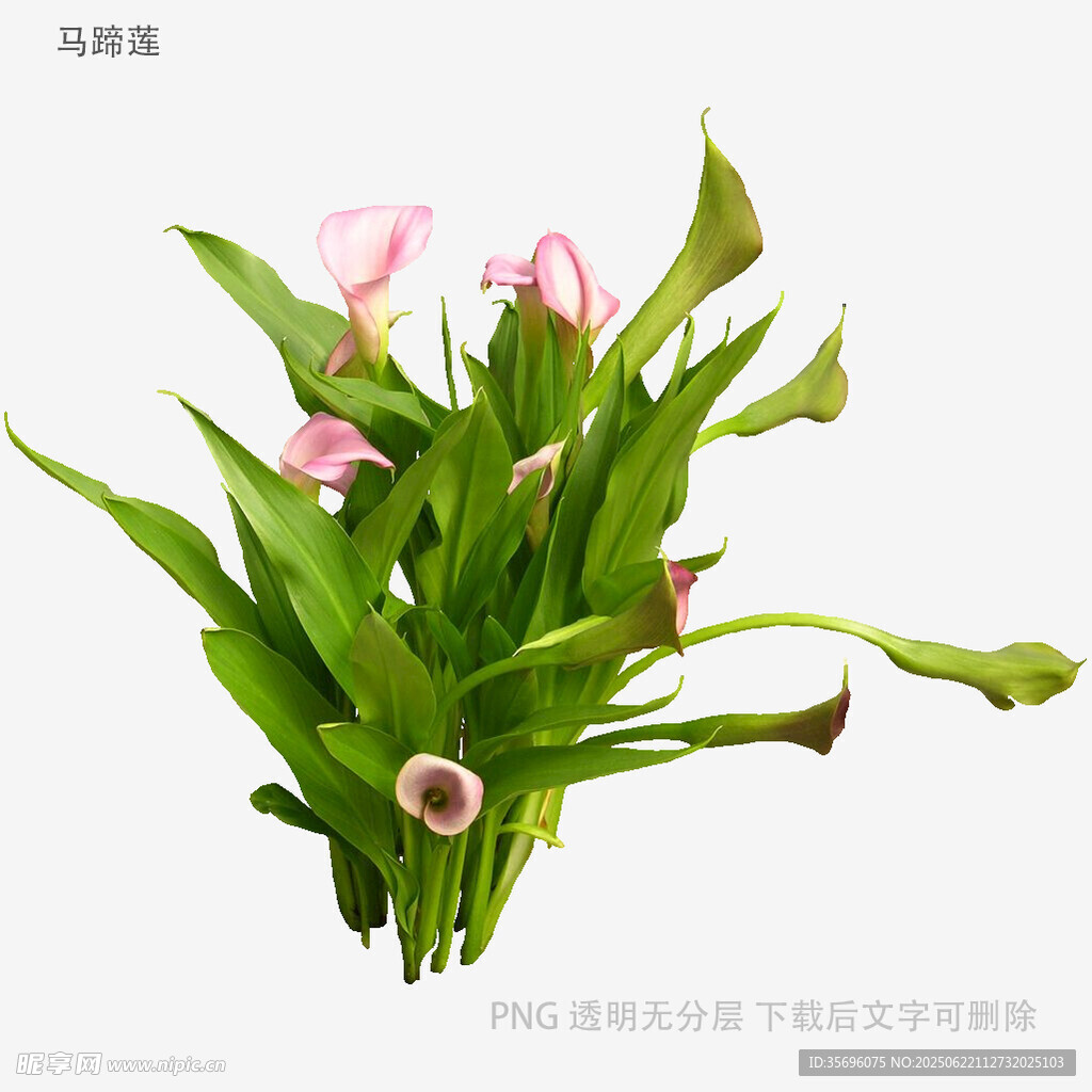 植物