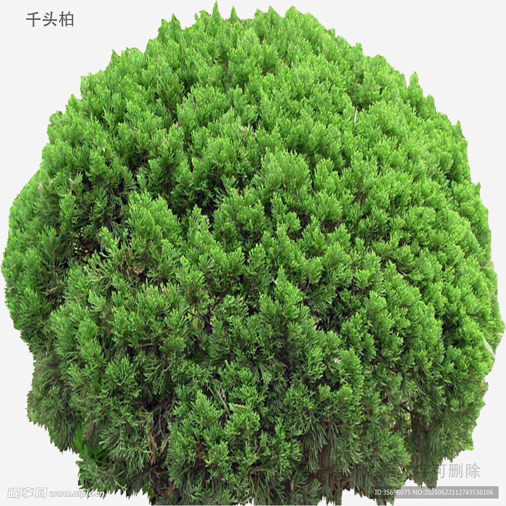 球形绿植景观
