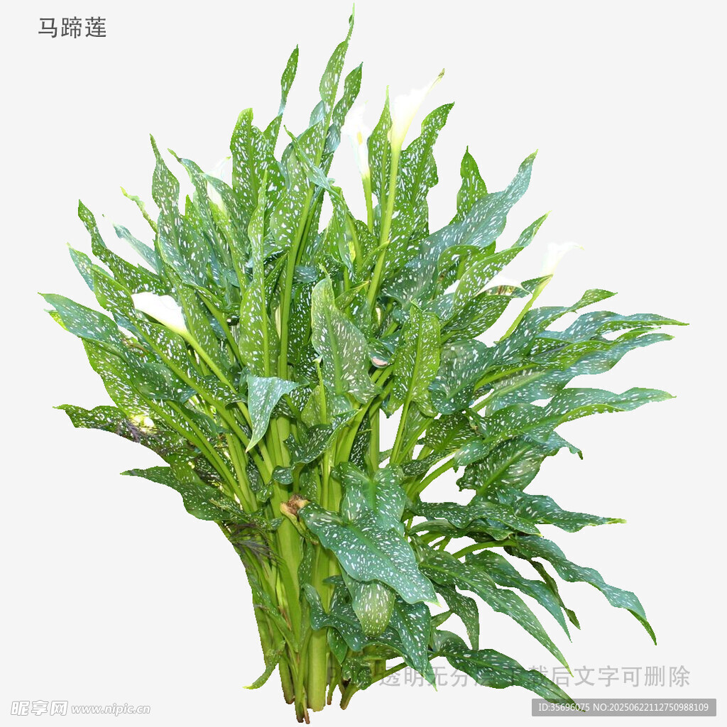 新鲜空心菜蔬菜特写