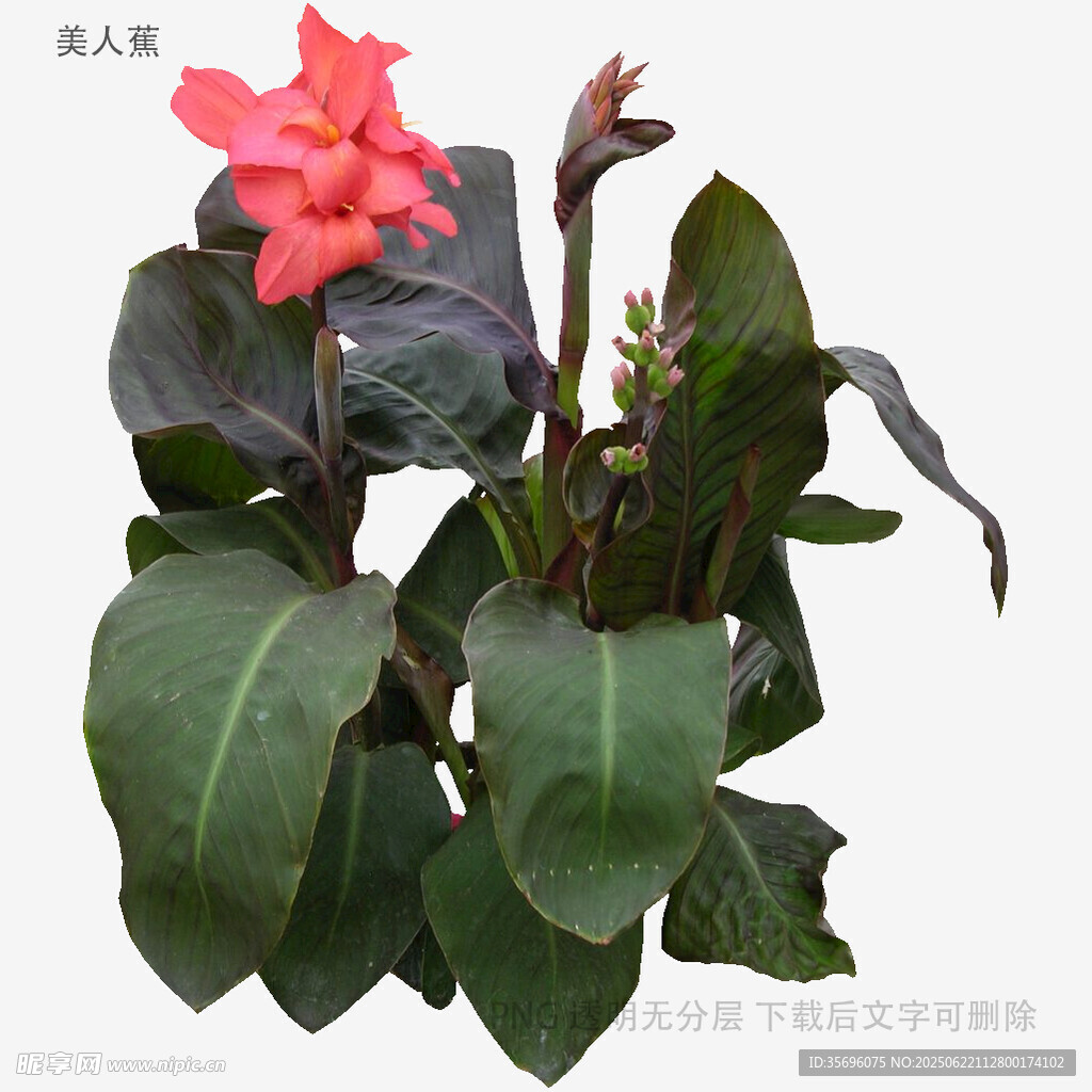 娇艳红掌植物特写