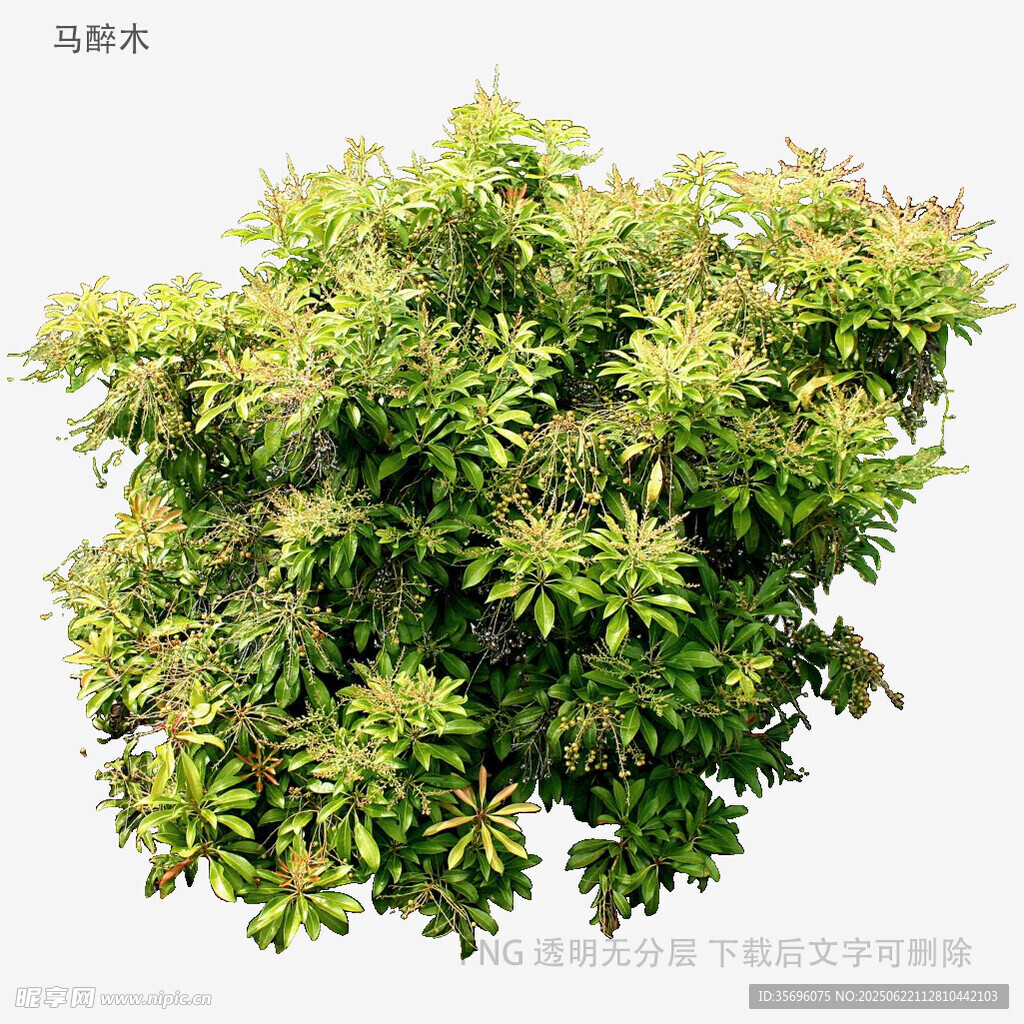 茂盛绿植