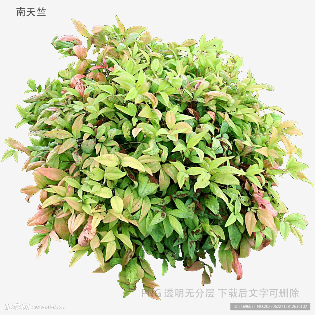 多彩绿植盆栽