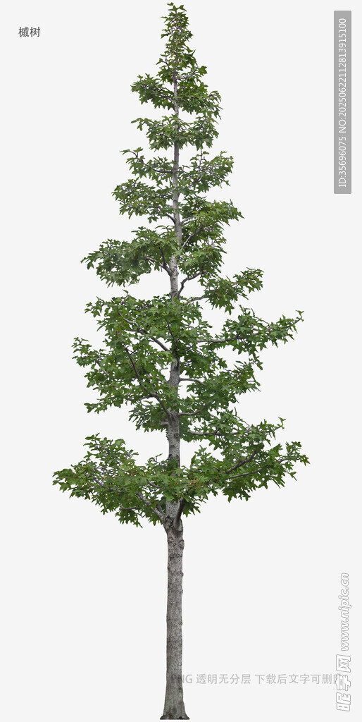 单棵绿色松树3D模型