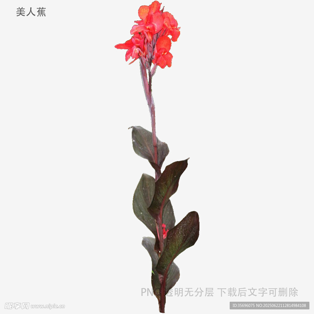 红色单枝花卉植物特写