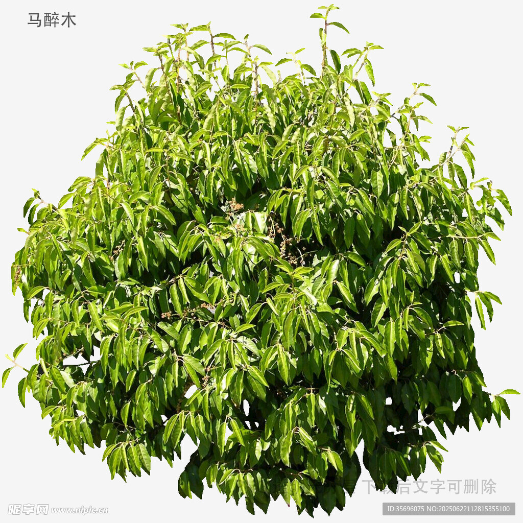 翠绿繁茂的单株树木