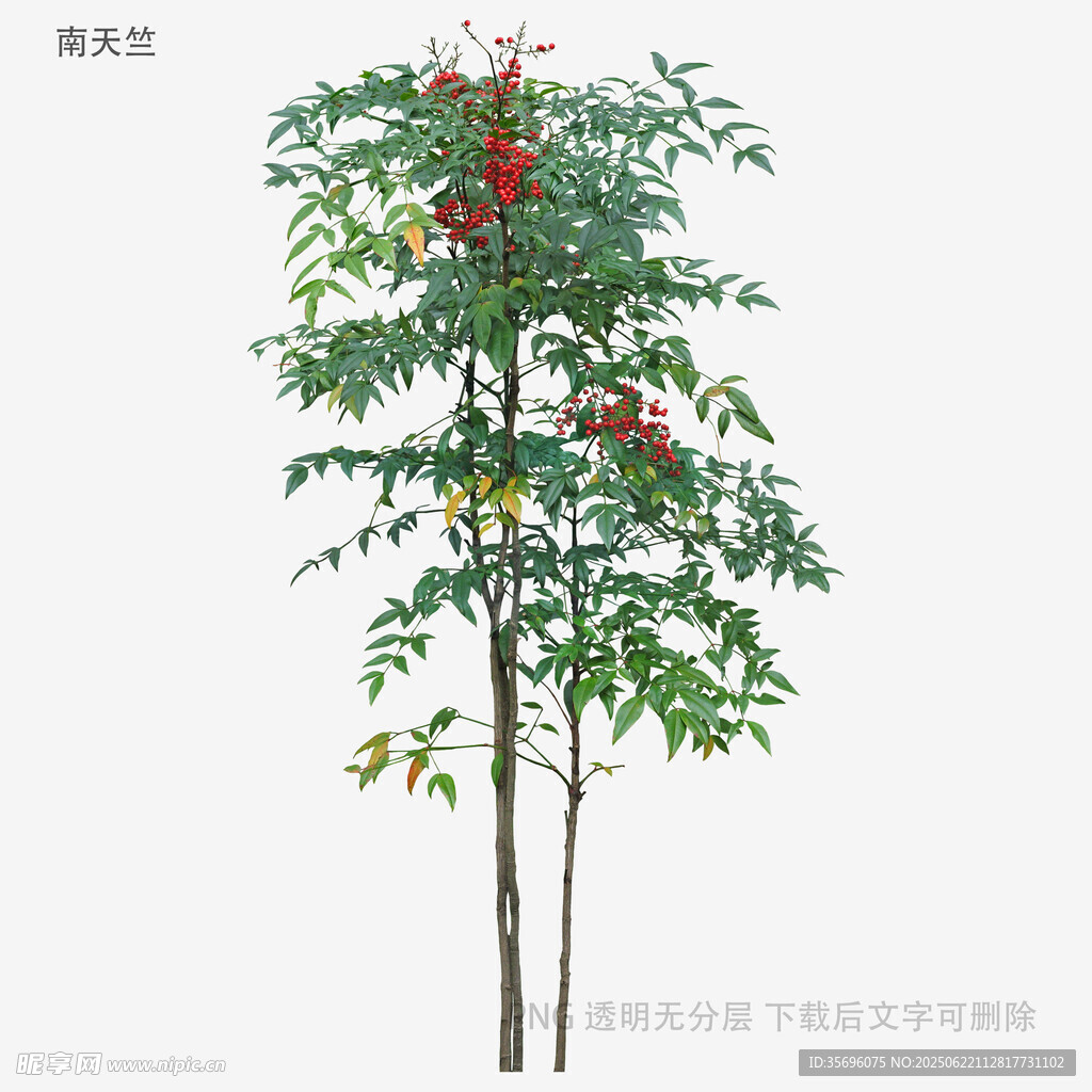 两棵结红果的绿植