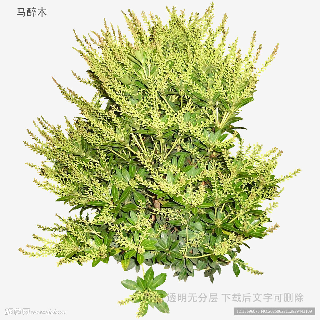 翠绿茂盛的灌木植物