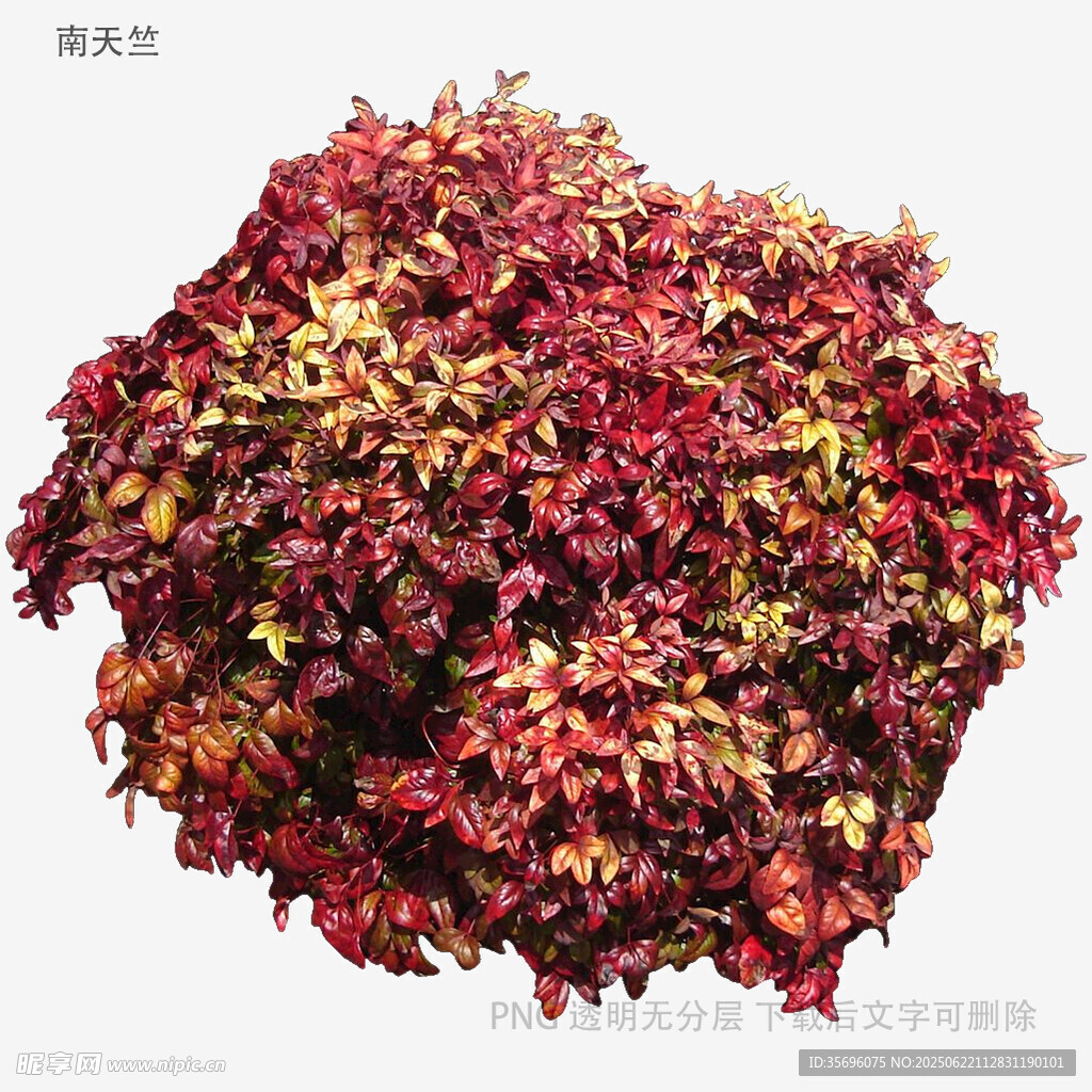干玫瑰花茶