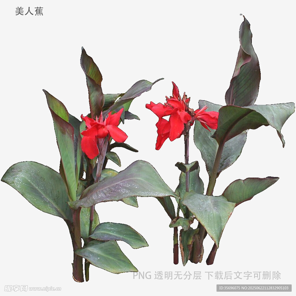 艳丽红蕉植物特写