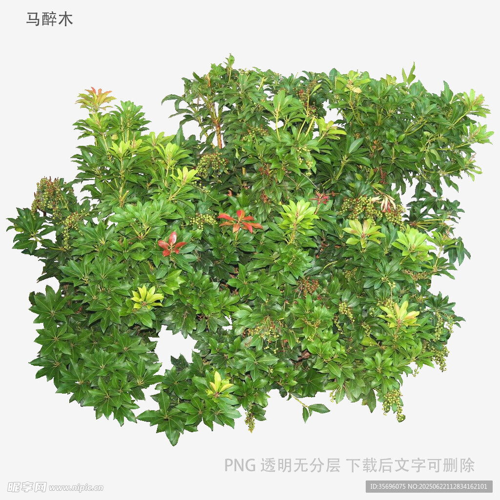 茂盛绿植景观