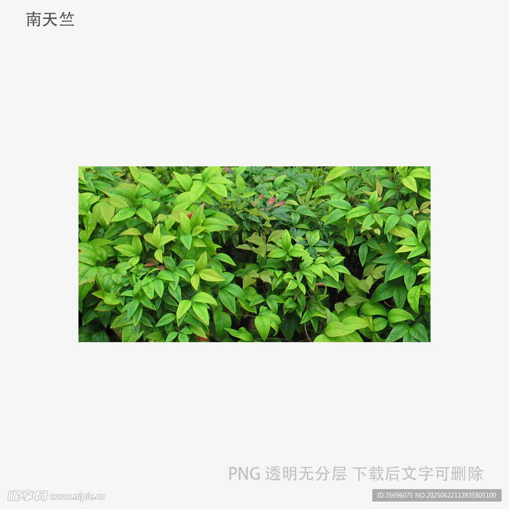 翠绿繁茂的植物景观
