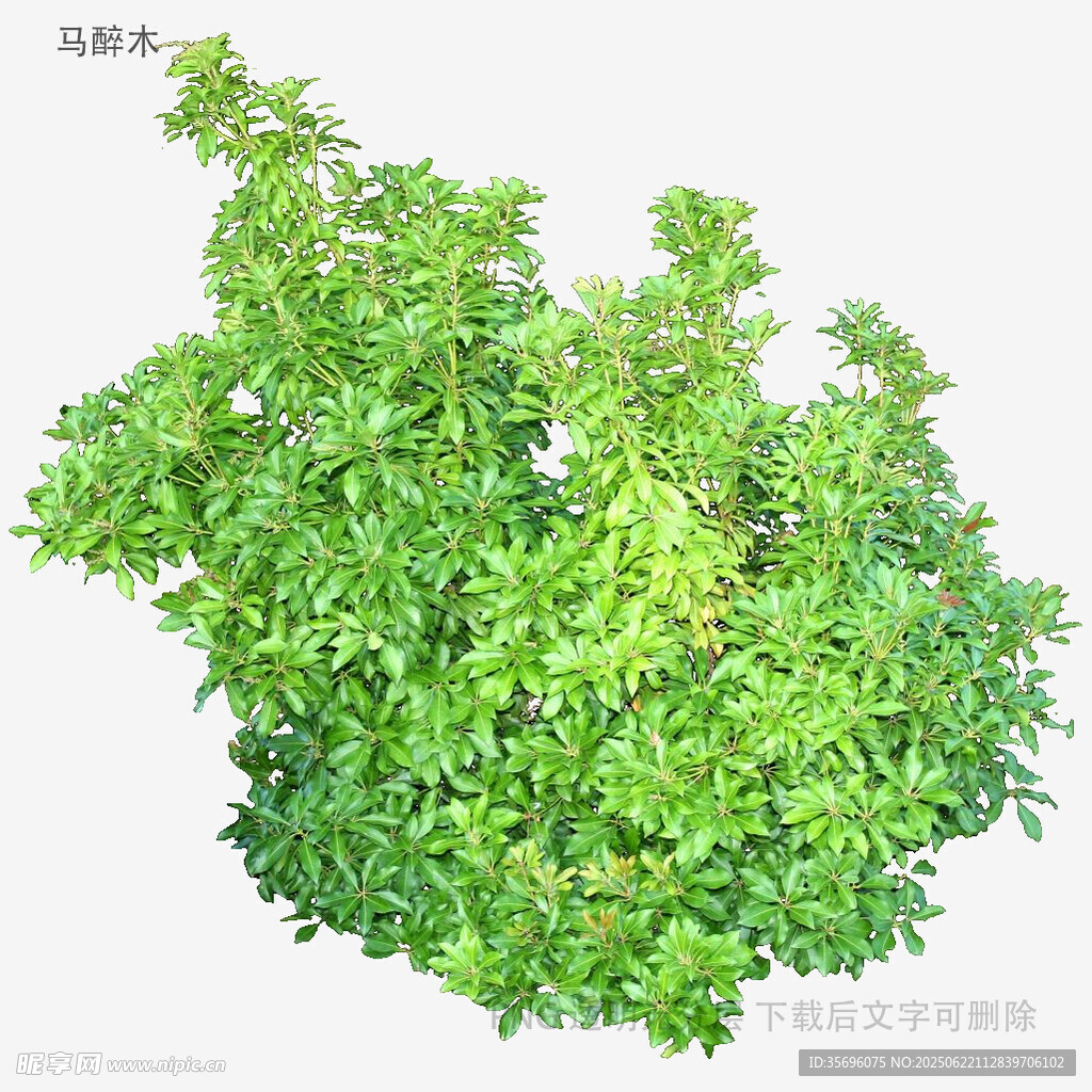 绿色繁茂灌木植物素材