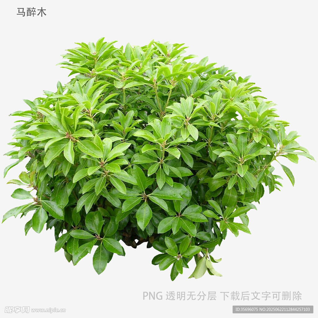 翠绿繁茂的绿植盆栽