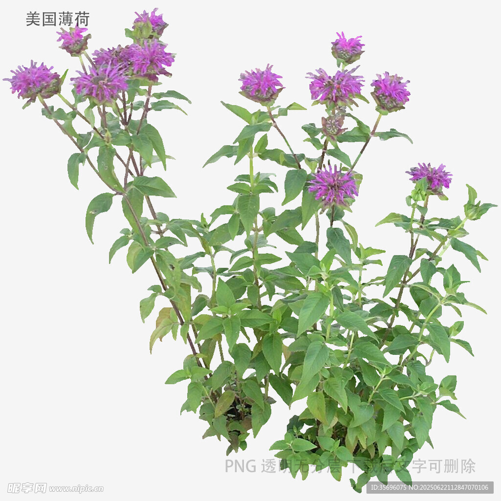 紫色花卉植物特写