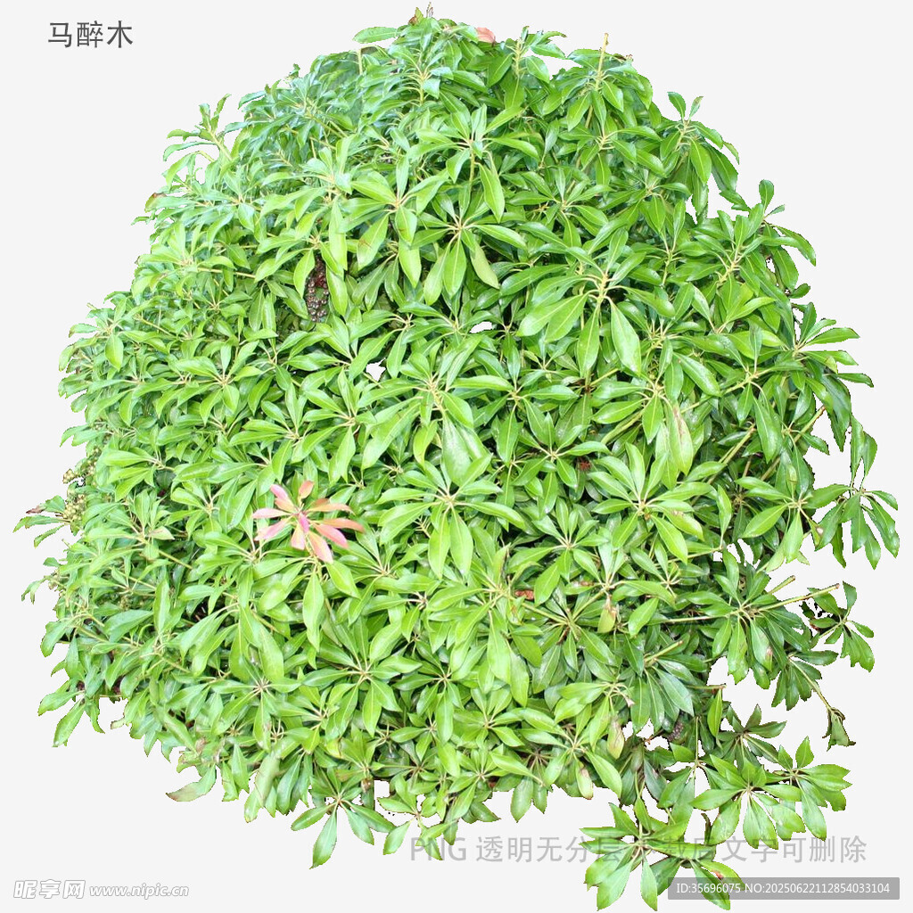 翠绿茂盛的多肉植物